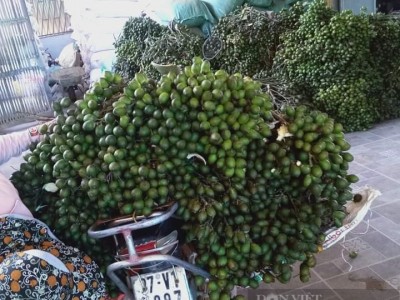 Cau tươi rớt giá thảm hại chưa từng có, nhiều nhà ở Nghệ An phát hoảng vì tự dưng mất cả trăm triệu