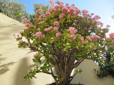 Chuyên gia cây cảnh chia sẻ bí kíp để cây cảnh ngọc bích ra rễ chi chít, hoa tuôn như mưa