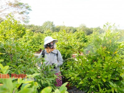 Bình Phước: Một chị tỷ phú nông dân bỏ vườn tiêu 