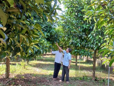 Cây măng cụt ở Tiên Phước của Quảng Nam mỗi năm “đẻ” đến 30 tỷ đồng cho nông dân