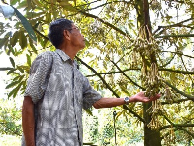 Nâng cao hiệu quả cây sầu riêng vùng trung du Nam Trung Bộ