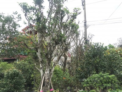 Loại cây lá chát sống cả trăm tuổi về Nghệ An thành cây cảnh hạng sang, bán hàng chục triệu đồng