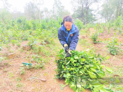 Hà Tĩnh: Trồng thứ cây tốt um tùm, xanh ngăn ngắt, chặt hàng bó to bán chạy như tôm tươi