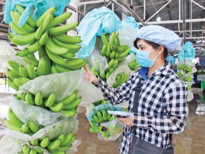 Ba loại trái cây của Việt Nam đang bán lượng khổng lồ sang Trung Quốc sẽ phải cạnh tranh với Campuchia, là những quả nào?