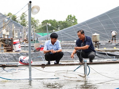 Bên một dòng sông ở Bà Rịa-Vũng Tàu, dân nuôi tôm kiểu gì mà đến người làm công cũng có lương cao?