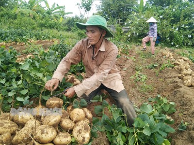 Trồng loại củ phình to ra từ rễ, ăn sống cực nhiều chất xơ, nông dân Bến Tre lãi hàng trăm triệu đồng