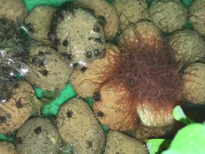 Nuôi cua đồng kỹ thuật đơn giản đạt năng suất cao