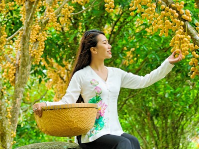 Ngọn núi nổi tiếng ở An Giang đang vào mùa trái dâu chín vàng từ gốc lên ngọn, khách kéo về đông vui
