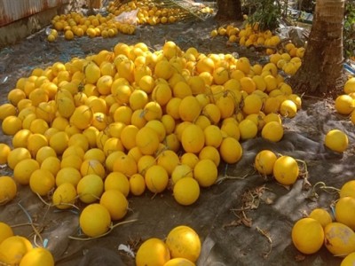 Trồng dưa hấu vàng ở Hậu Giang, cứ bán 1 ký là nông dân lời ngay 10.000 đồng