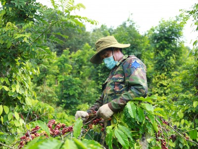 Giá cà phê nhân Đắk Lắk tăng thêm 300 đồng/kg, nông dân yên tâm hái cà phê chín vì điều này