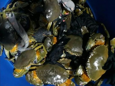 Loài giáp xác chắc thịt ở Trà Vinh bất ngờ tăng giá mạnh, nhà nào bắt lên bán là trúng