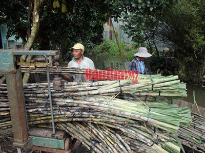 Thứ cây làm nước giải khát tăng giá kỷ lục chưa từng thấy ở Hậu Giang, cứ chặt 1 công nông dân lãi 20 triệu