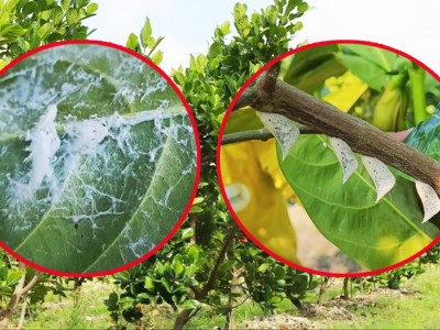 Giá mít Thái hôm nay 12/5: Rầy phấn trắng xuất hiện nhiều gây hại cây mít Thái thế nào, cách phòng trừ?