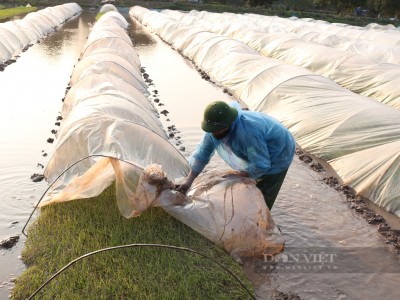 Mạ đông xuân chết hàng loạt vì giá rét, nông dân Thủ đô lo mất mùa sớm