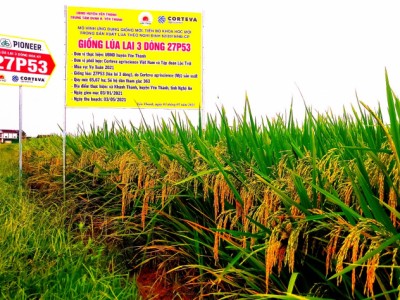 Giống lúa lai 27P53 đột phá về chất lượng và năng suất