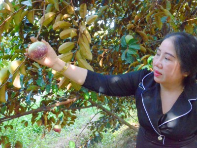 Giống vú sữa MiCA không mủ, chịu được hạn mặn, ăn được cả vỏ