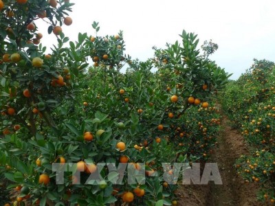 Kỹ thuật giữ quất tươi lâu, không bị héo lá, rụng quả trong Tết