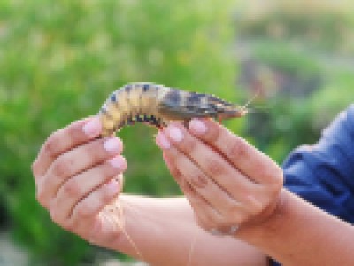 Phòng, trị bệnh ở tôm sú