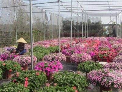 Hoa, cây cảnh được giá