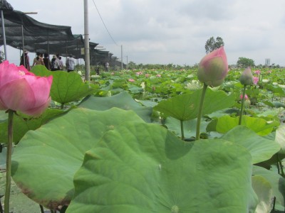 Rủ nhau trồng sen, chỉ bán lá đã có giá 15.000 - 30.000 đồng/kg, dân nơi này của Thái Bình thu bộn tiền