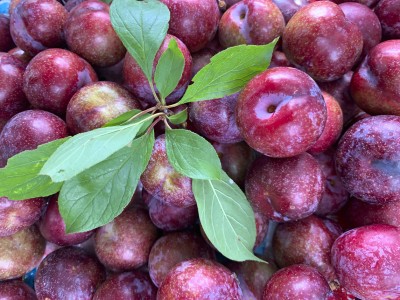 Mận máu là mận gì ở Hà Giang được Cục Sở hữu trí tuệ cấp giấy chứng nhận, bán đắt như tôm tươi?