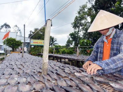Cà Mau: Tết 2023 cận kề, nhiều nơi thức xuyên đêm làm khô cá bổi để giao kịp cho khách