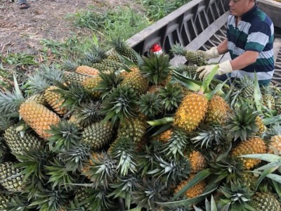 Loại quả ngon của tỉnh Hậu Giang vừa nhận giấy chứng nhận tiêu chuẩn toàn cầu-GlobalGAP?