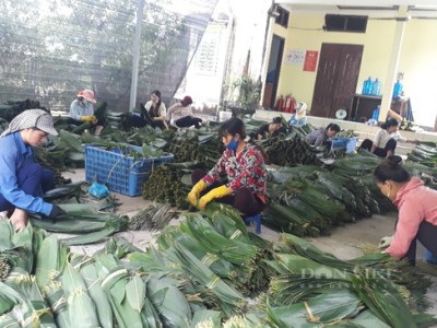 Chuyện hơi lạ ở Lai Châu: Lên rừng nhặt lá tre đem bán ra nước ngoài thu về mỗi tháng hàng ngàn đô la