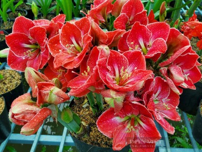 Một nông dân Bến Tre sở hữu hơn 200 loại lan huệ cánh kép có giá trị cao