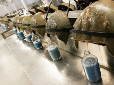 Từ LAL đến hy vọng nuôi sam công nghiệp