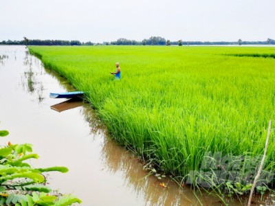 Lúa mùa nổi không phân, không thuốc