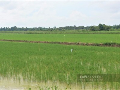 Trồng lúa trên đất nuôi tôm, nhẹ chi phí, làm ra hạt gạo ngon, con tôm sạch, nông dân Cà Mau đua nhau làm