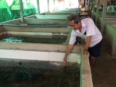 Làm hồ trên cạn nuôi dày đặc con đặc sản, một nông dân Tây Ninh khiến cả làng phục lăn