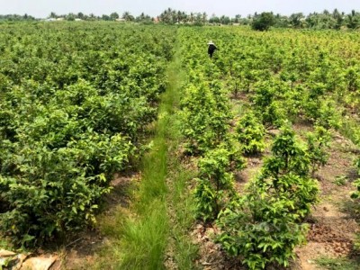 Trồng mai vàng kiểu “mì ăn liền” ở Long An, Sài Gòn, cả làng mong, thương lái vẫn biệt tăm