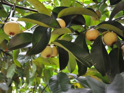 Vì sao măng cụt lại được xem là cây “Nữ Hoàng” tại huyện Tiên Phước ở Quảng Nam, dân đang trồng thêm nhiều?