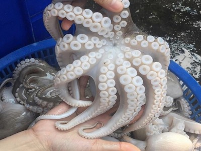 Người Hàn ưa chuộng bạch tuộc, mực của Việt Nam