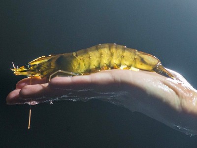 Miễn dịch bẩm sinh của tôm thẻ