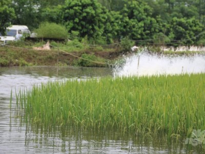 Lúa thơm, cá sạch: Mô hình độc đáo ở Thủ đô