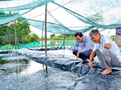 Chuyện nuôi tôm ở Tân Dân