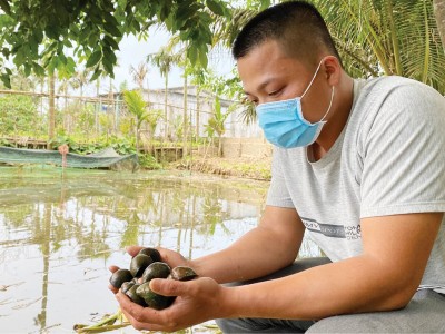 Nuôi loài ốc ngủ li bì 3-4 tháng, khi thức dậy đẻ liên tù tì, anh nông dân TT-Huế kiếm bộn tiền