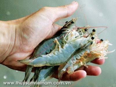 Một số bệnh mới trên tôm