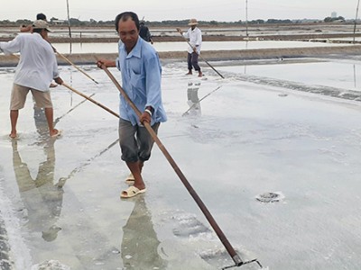 Thứ hạt mặn chát này năm nào cũng rẻ như cho, nay bất ngờ bán đắt kỷ lục, nông dân BR-VT tiếc vì khan hàng