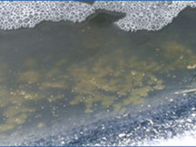 Phòng ngừa nấm trong ao tôm