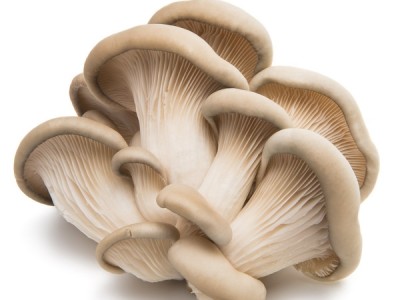 Loại nấm được cho là 