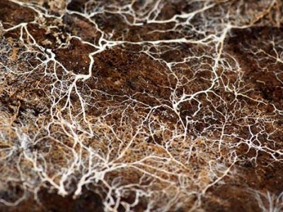 Nấm bệnh trong đất và nguyên nhân khiến cây bị thối rễ