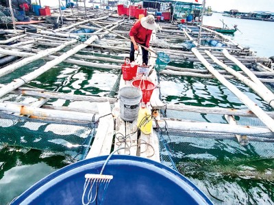 Ở một đảo của Kiên Giang, cá mú trân trâu, cá mú sao, cá bớp tăng giá gấp đôi, nhà nào xúc bán là trúng