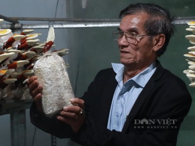 Một nông dân Lâm Đồng trồng loại nấm gì mà bán 1,8 triệu/kg vẫn cháy hàng?