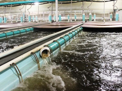 Nắm vững biến số để quản lí chất lượng nước trong hệ thống RAS