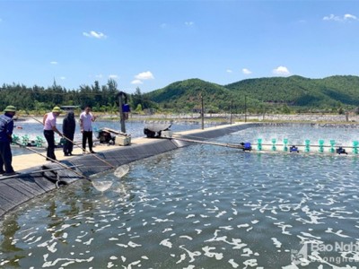 Nghệ An chuẩn bị cho nuôi tôm vụ 1