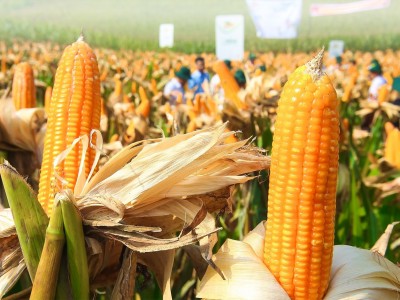 Việt Nam đã chi 3,6 tỷ USD để mua 9 triệu tấn hạt làm thức ăn chăn nuôi, chủ yếu từ Mỹ